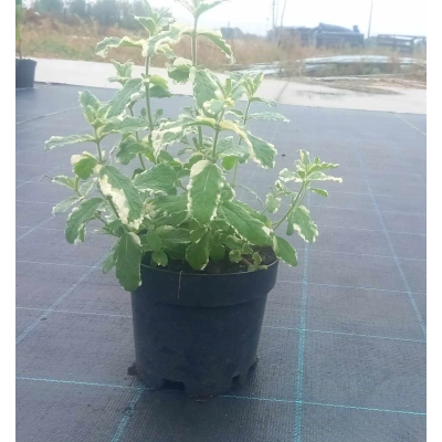 Mięta Dwukolorowa Mentha